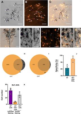 Mapping Central Projection of Oxytocin Neurons in Unmated Mice Using Cre and Alkaline Phosphatase Reporter